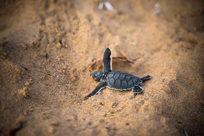 Baby turtle crawling through sand on beach in Guatemala