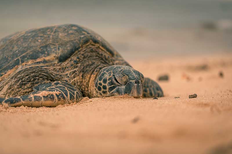 big turtle lying on sandy beach in Guatemala