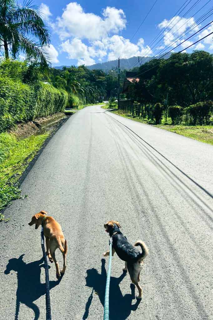 zwei Hunde laufen auf einer Straße