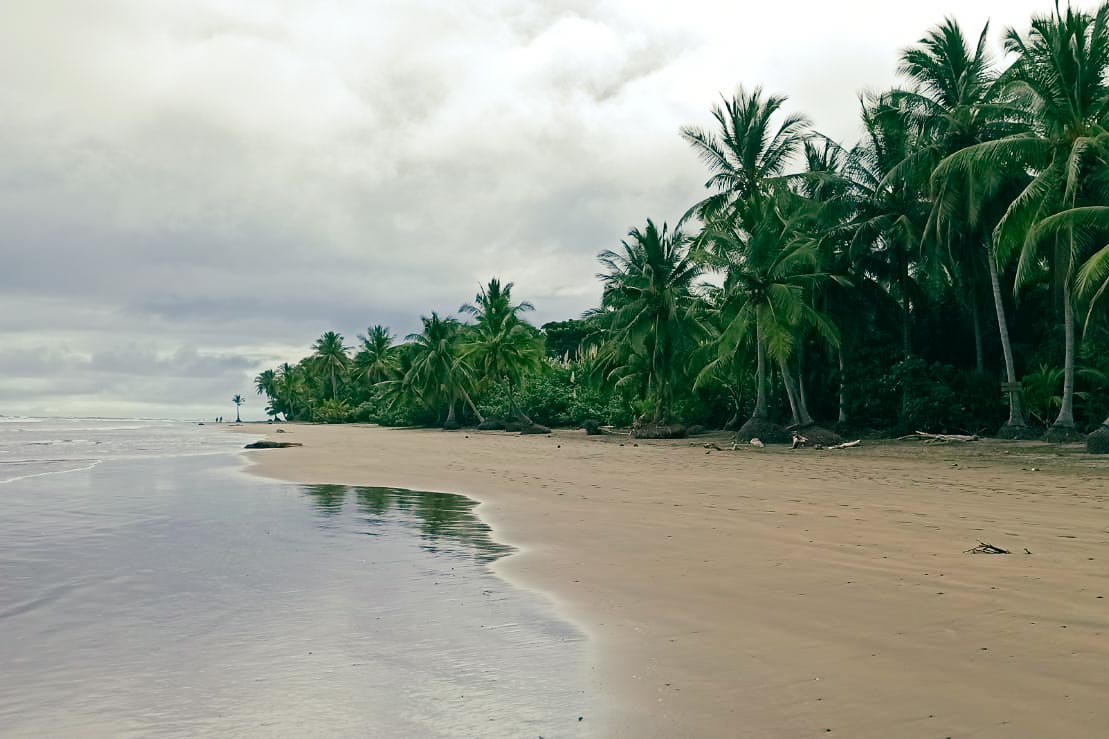 Palmen am Strand von Costa Rica