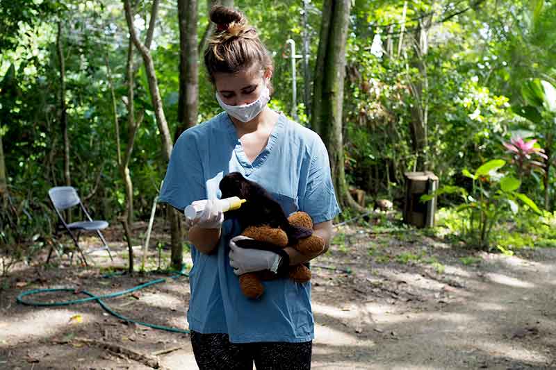 Freiwillige füttert Affen im Dschungel in Costa Rica