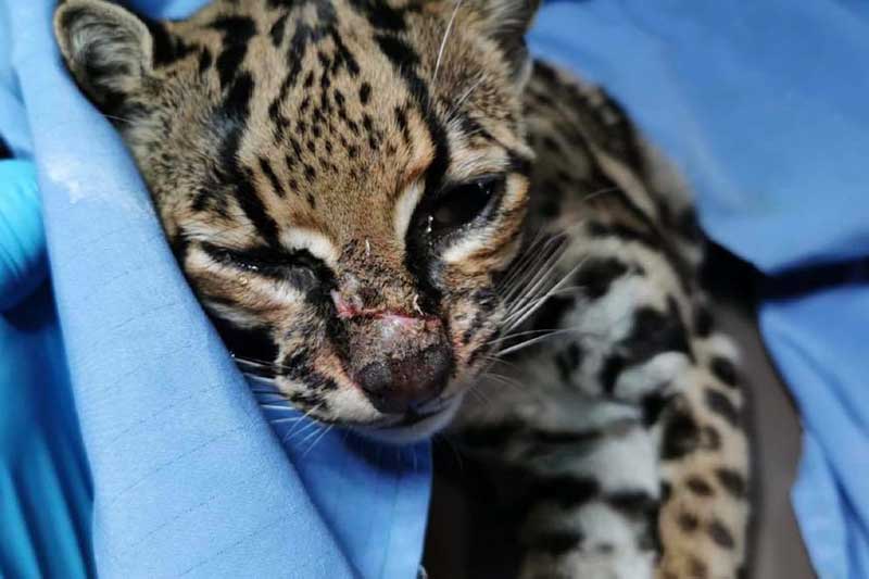 verletzter Jaguar im Wildlife Projekt in Guatemala