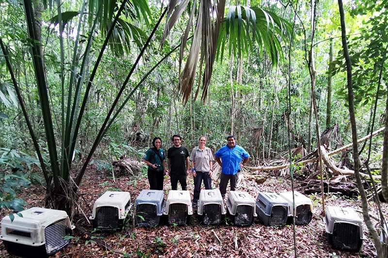 Volunteers with transport boxes in the wildlife project in Guatemala