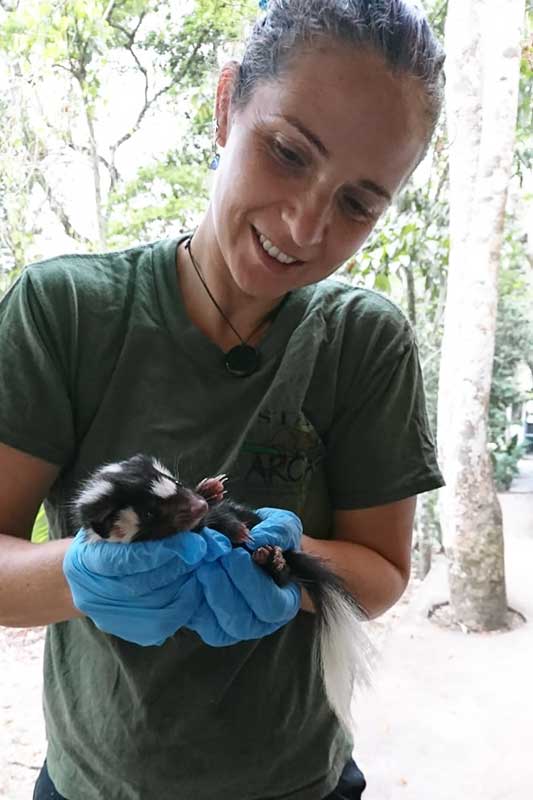 Volunteer helps baby skunk in wildlife project in Guatemala