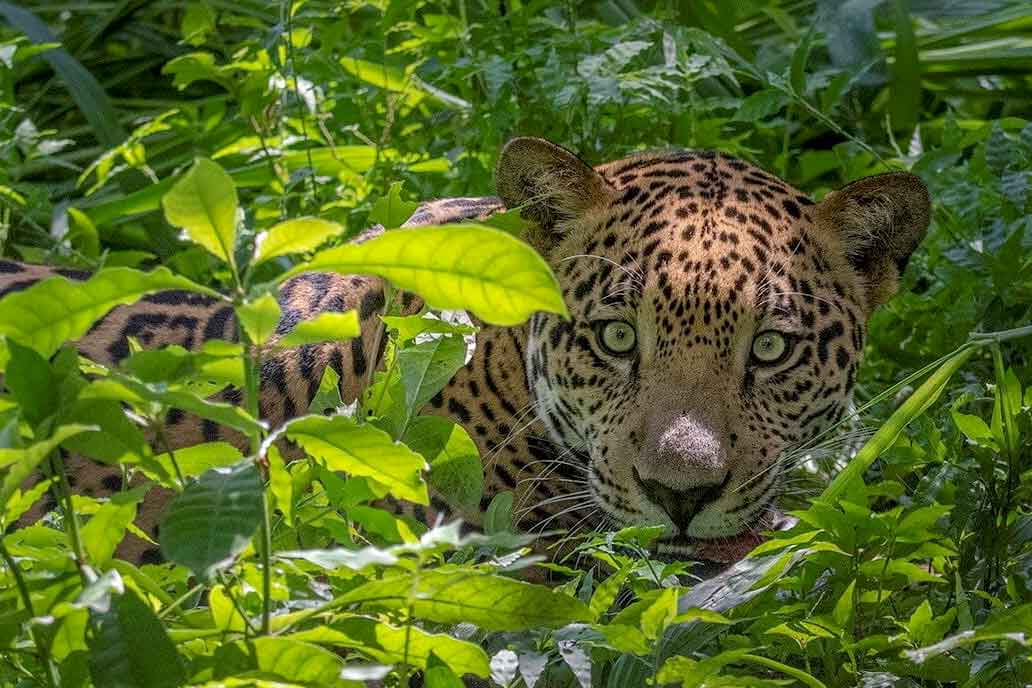 Leopard schaut zwischen Büschen hervor im Dschungel in Costa Rica