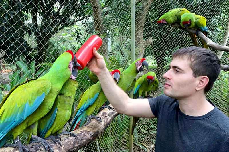 Freiwilliger füttert Papageie im Dschungel in Costa Rica