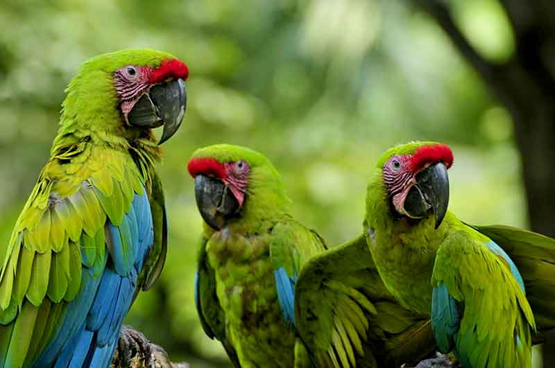 drei bunte Papageie im Dschungel in Costa Rica