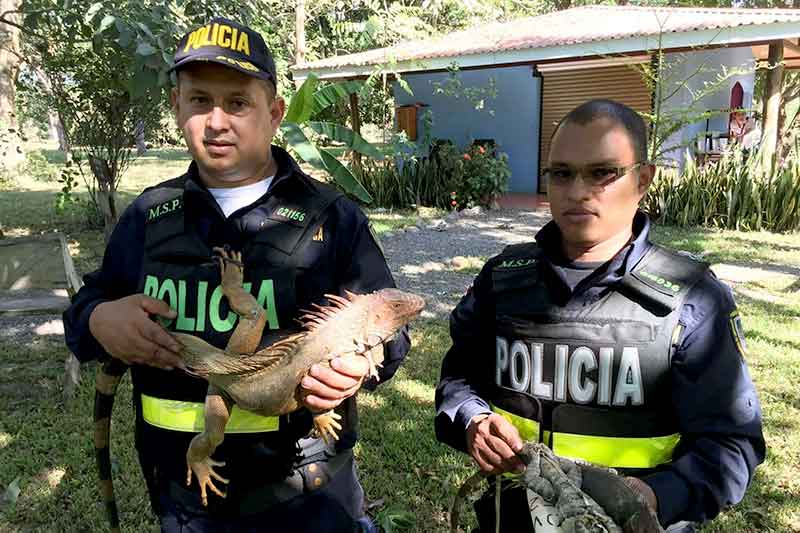 die Polizei hat Leguane auf dem Arm im Dschungel in Costa Rica