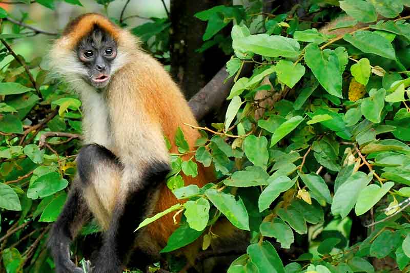 bunter Affe sitzt auf Asti im Dschungel in Costa Rica